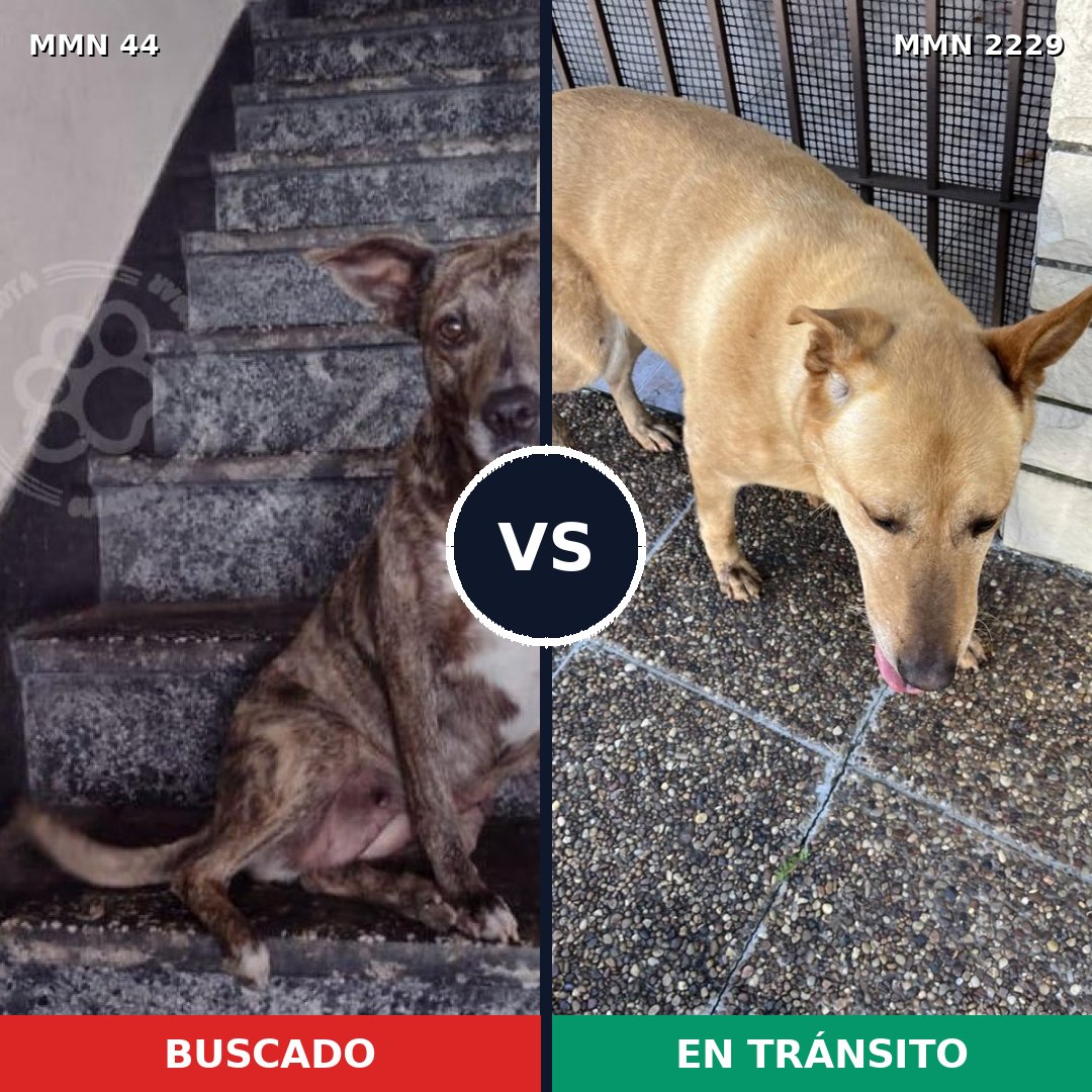 Comparativa MMS 66730: mascota perdida y mascota encontrada, 64% de similitud