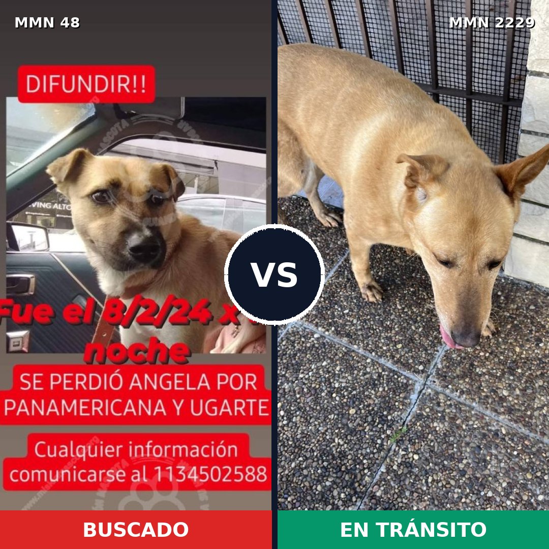 Comparativa MMS 66731: mascota perdida y mascota encontrada, 65% de similitud