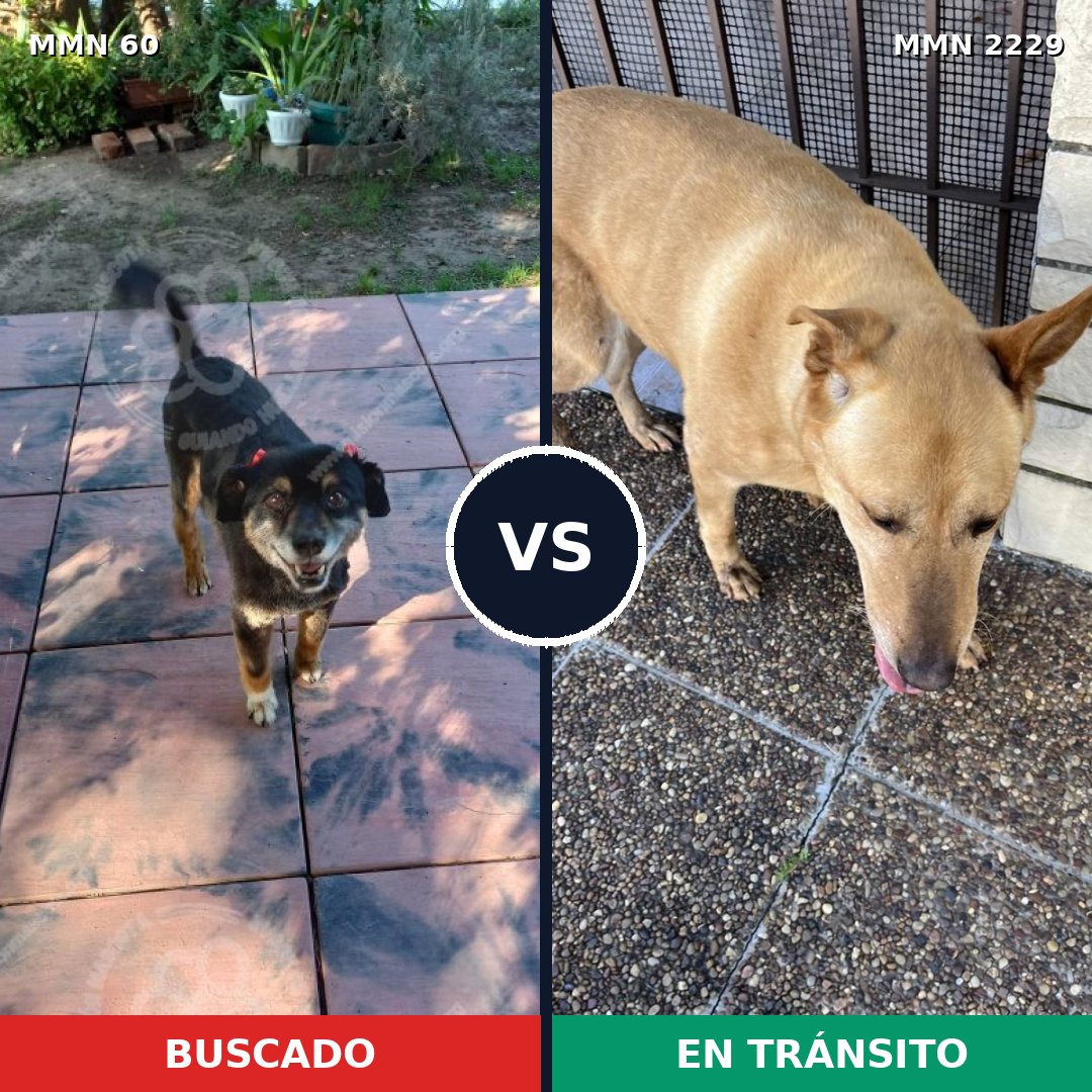 Comparativa MMS 66732: mascota perdida y mascota encontrada, 57% de similitud
