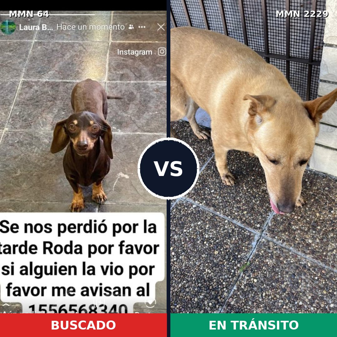 Comparativa MMS 66733: mascota perdida y mascota encontrada, 24% de similitud