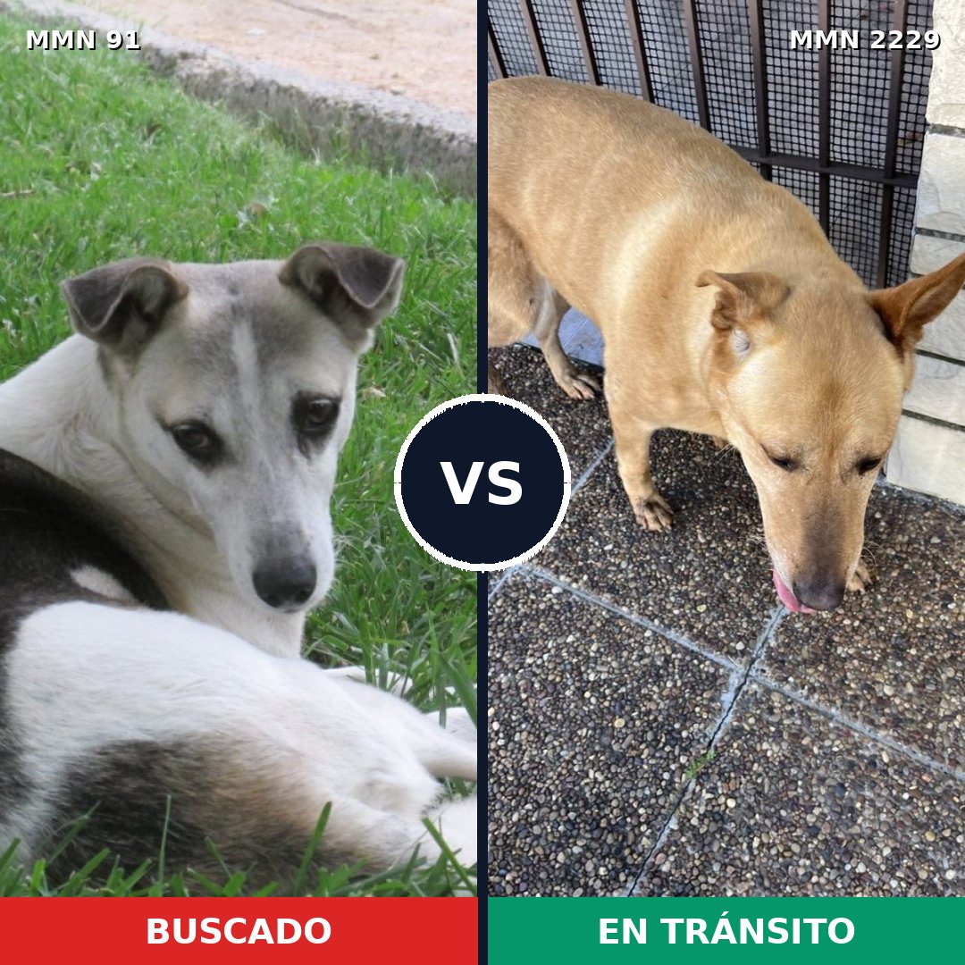 Comparativa MMS 66734: mascota perdida y mascota encontrada, 60% de similitud