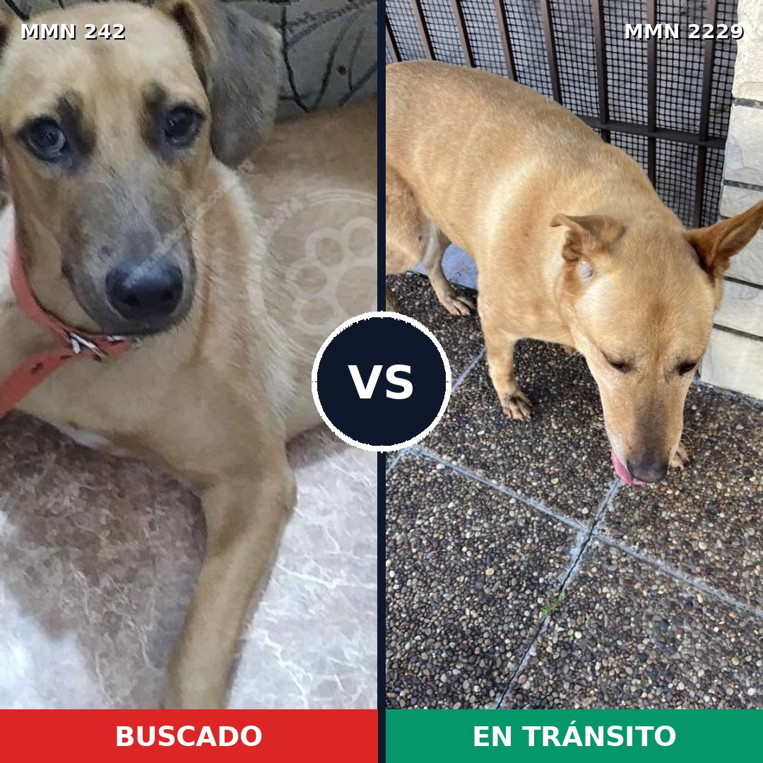 Comparativa MMS 66735: mascota perdida y mascota encontrada, 61% de similitud