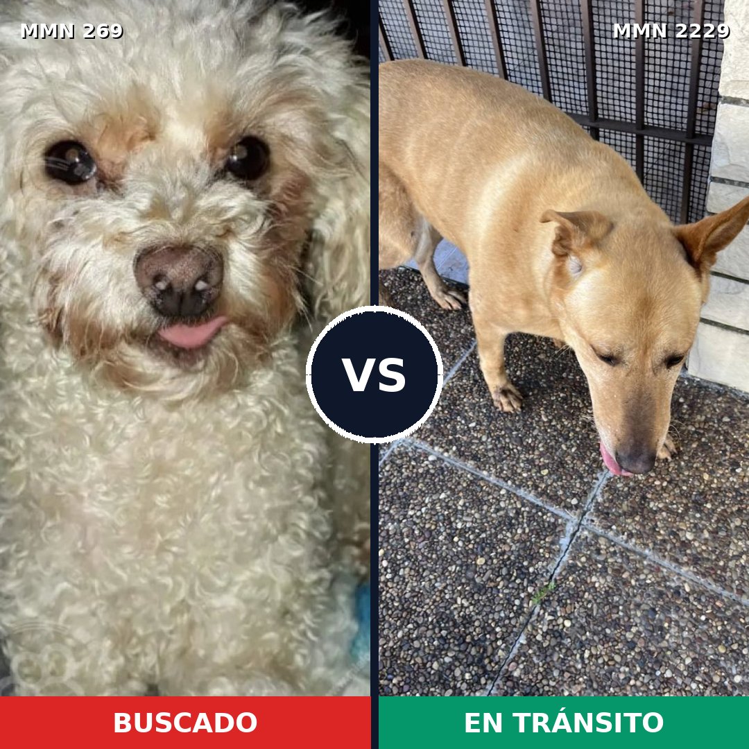 Comparativa MMS 66736: mascota perdida y mascota encontrada, 31% de similitud