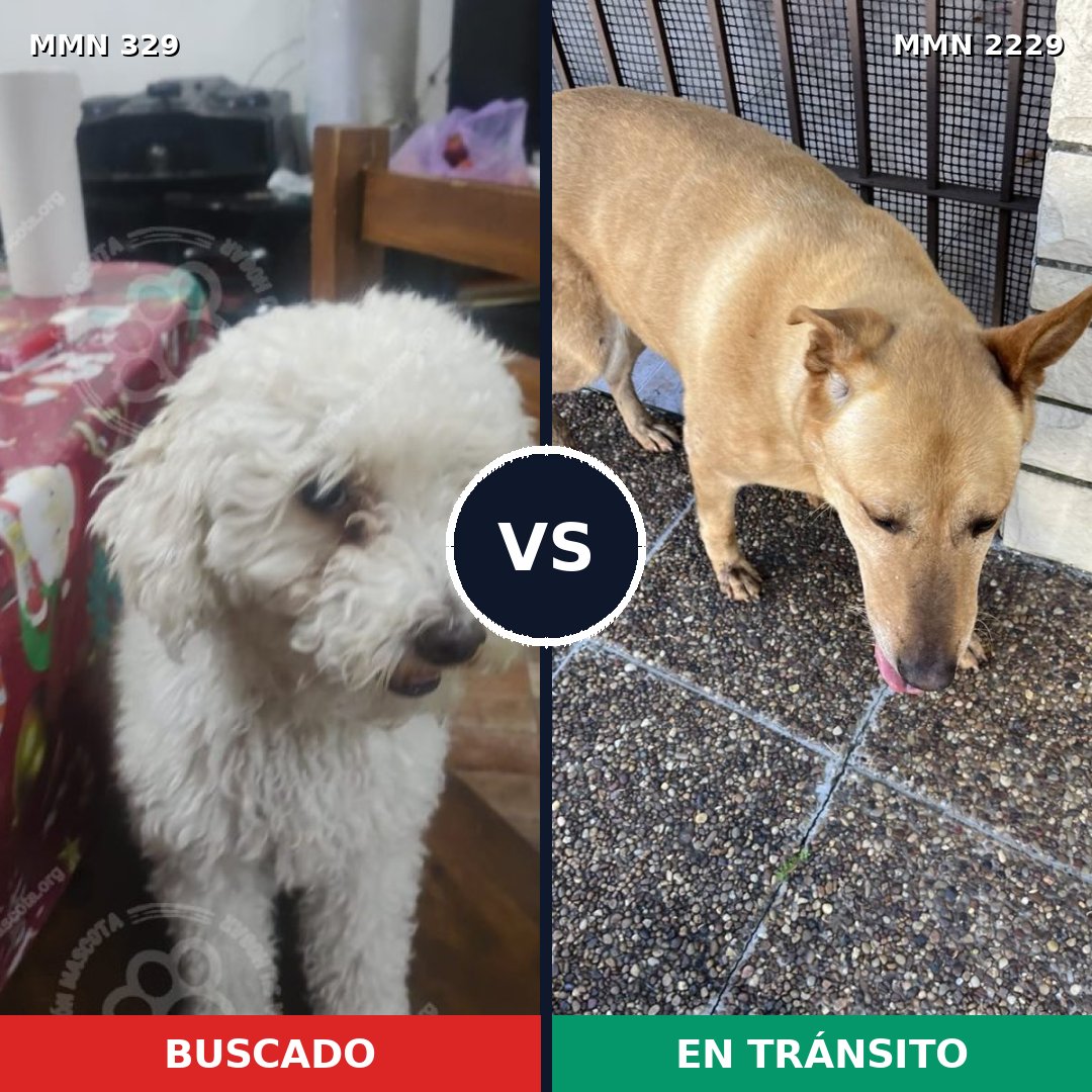 Comparativa MMS 66737: mascota perdida y mascota encontrada, 24% de similitud