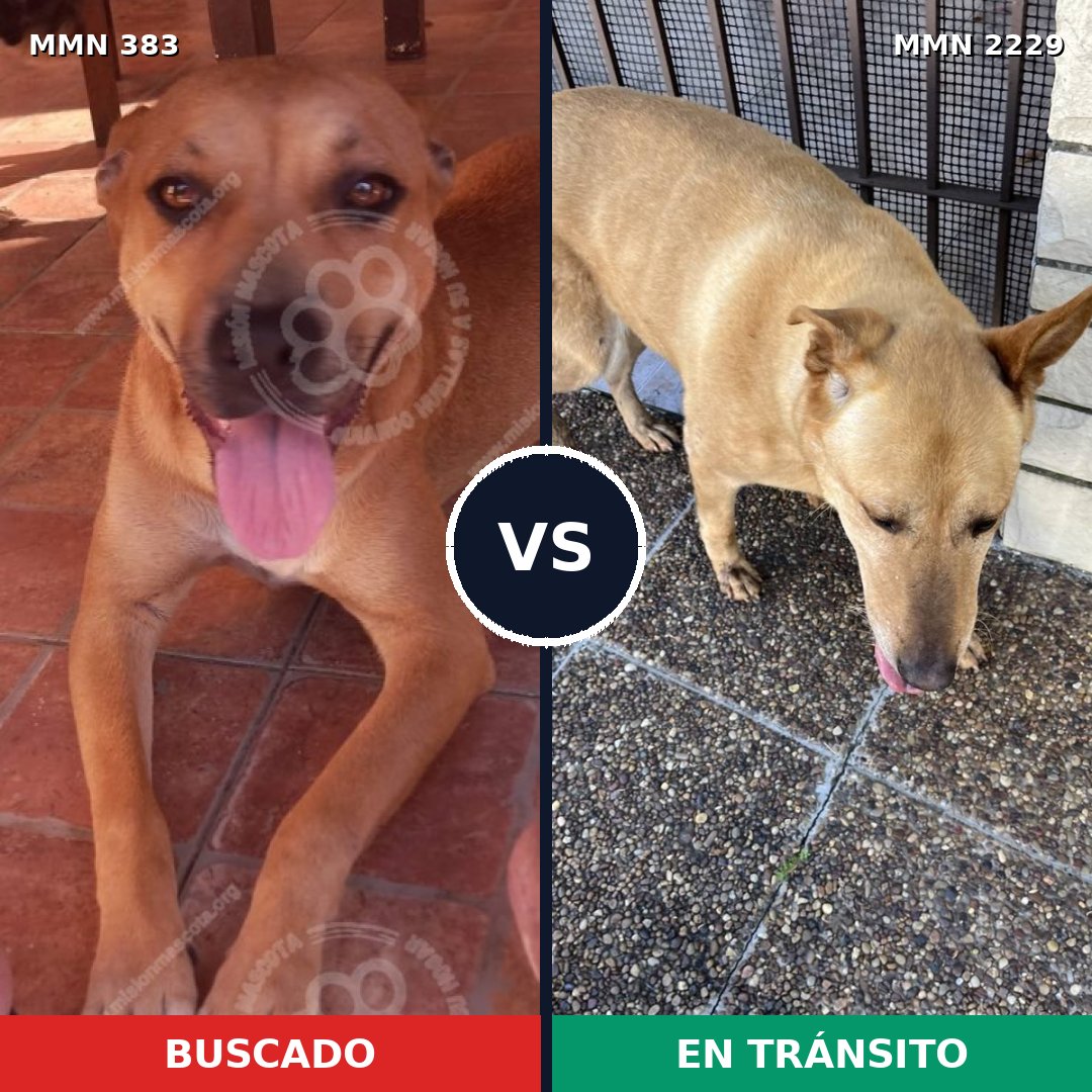 Comparativa MMS 66738: mascota perdida y mascota encontrada, 46% de similitud