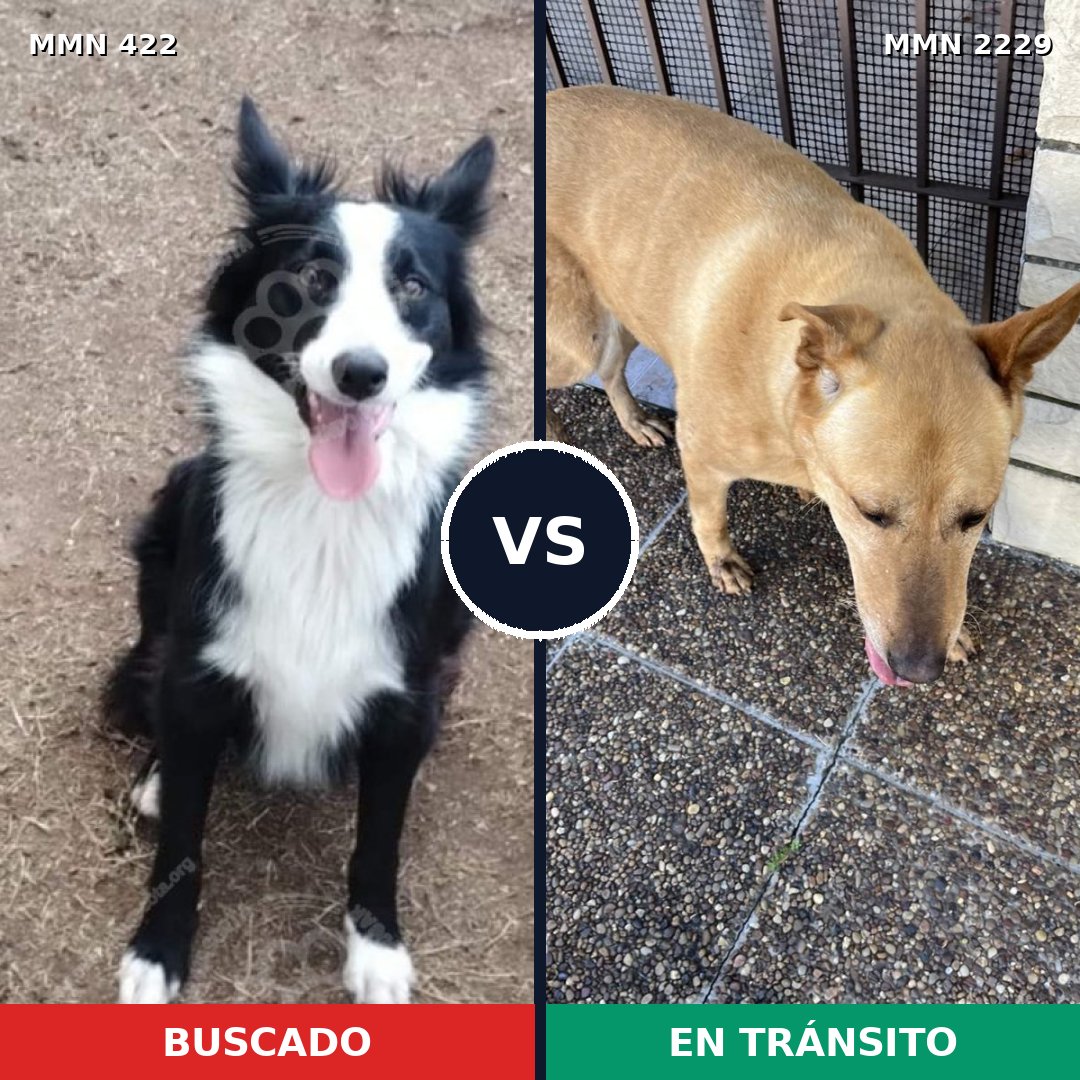 Comparativa MMS 66739: mascota perdida y mascota encontrada, 24% de similitud