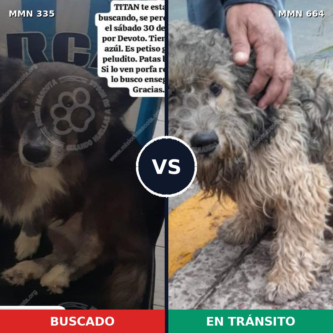 Comparativa MMS 6674: mascota perdida y mascota encontrada, 61% de similitud