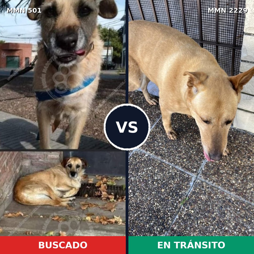 Comparativa MMS 66741: mascota perdida y mascota encontrada, 64% de similitud