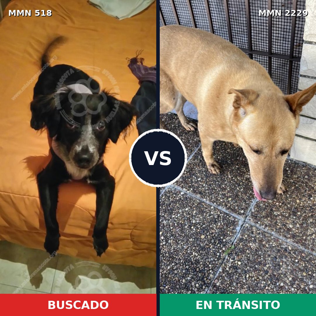 Comparativa MMS 66742: mascota perdida y mascota encontrada, 38% de similitud
