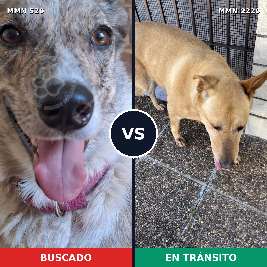 Comparativa MMS 66743: mascota perdida y mascota encontrada, 24% de similitud
