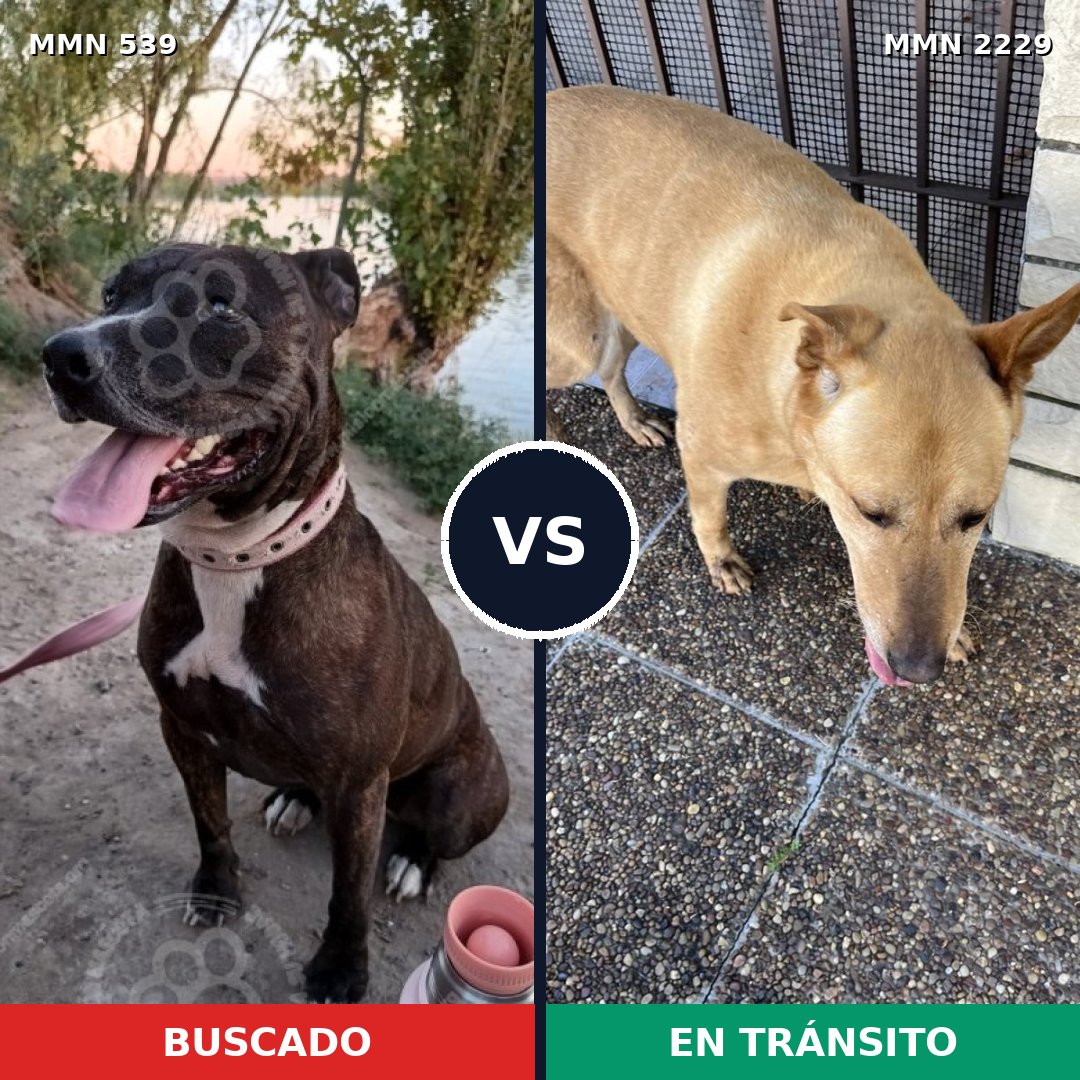 Comparativa MMS 66744: mascota perdida y mascota encontrada, 29% de similitud
