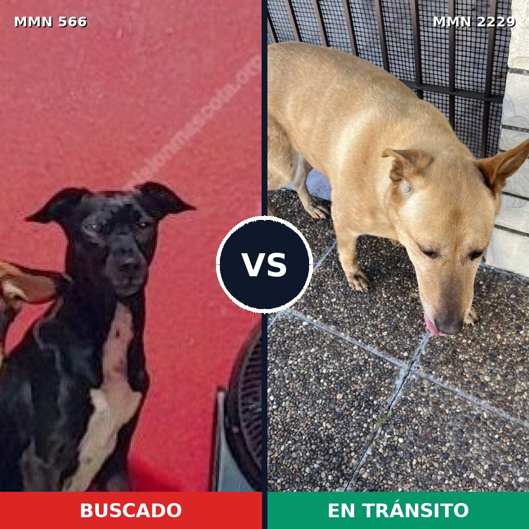 Comparativa MMS 66745: mascota perdida y mascota encontrada, 59% de similitud