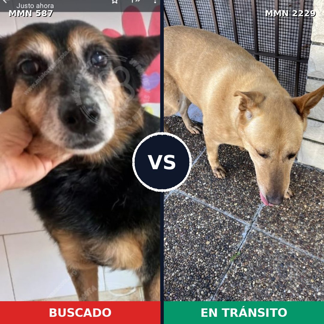 Comparativa MMS 66747: mascota perdida y mascota encontrada, 54% de similitud