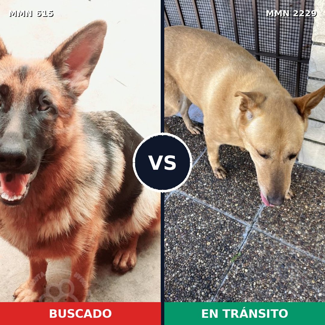 Comparativa MMS 66749: mascota perdida y mascota encontrada, 36% de similitud