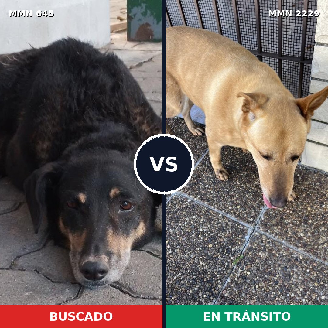 Comparativa MMS 66750: mascota perdida y mascota encontrada, 62% de similitud