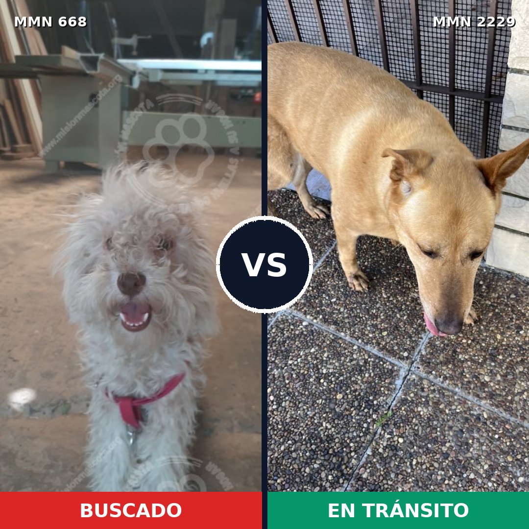 Comparativa MMS 66751: mascota perdida y mascota encontrada, 35% de similitud