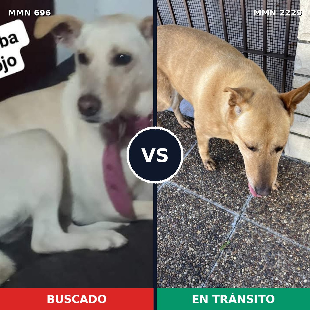 Comparativa MMS 66752: mascota perdida y mascota encontrada, 46% de similitud