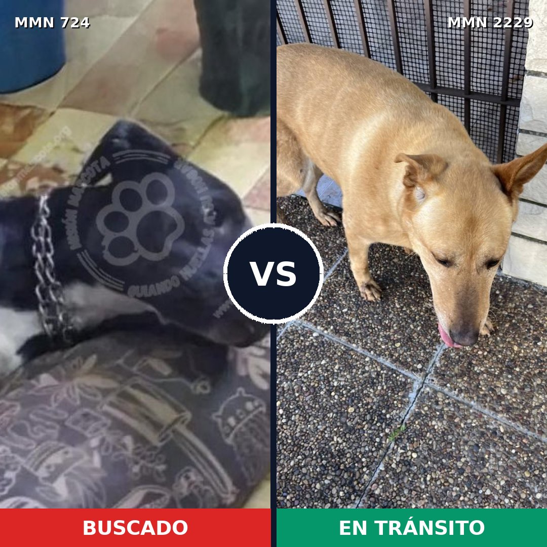 Comparativa MMS 66754: mascota perdida y mascota encontrada, 55% de similitud