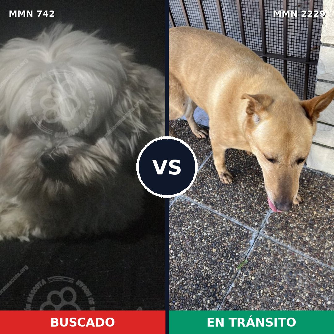 Comparativa MMS 66756: mascota perdida y mascota encontrada, 26% de similitud