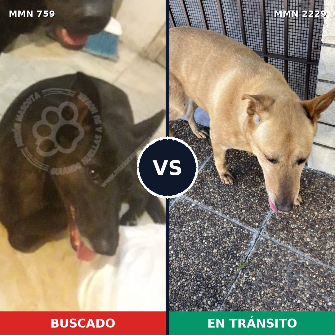 Comparativa MMS 66757: mascota perdida y mascota encontrada, 25% de similitud