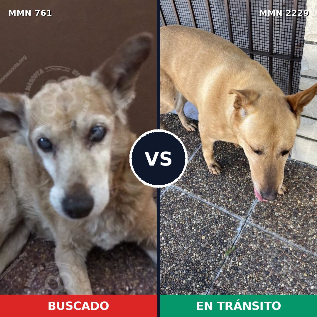 Comparativa MMS 66758: mascota perdida y mascota encontrada, 52% de similitud
