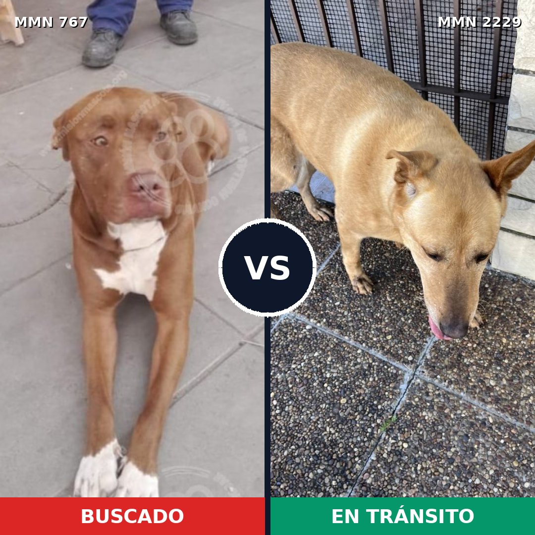 Comparativa MMS 66759: mascota perdida y mascota encontrada, 38% de similitud