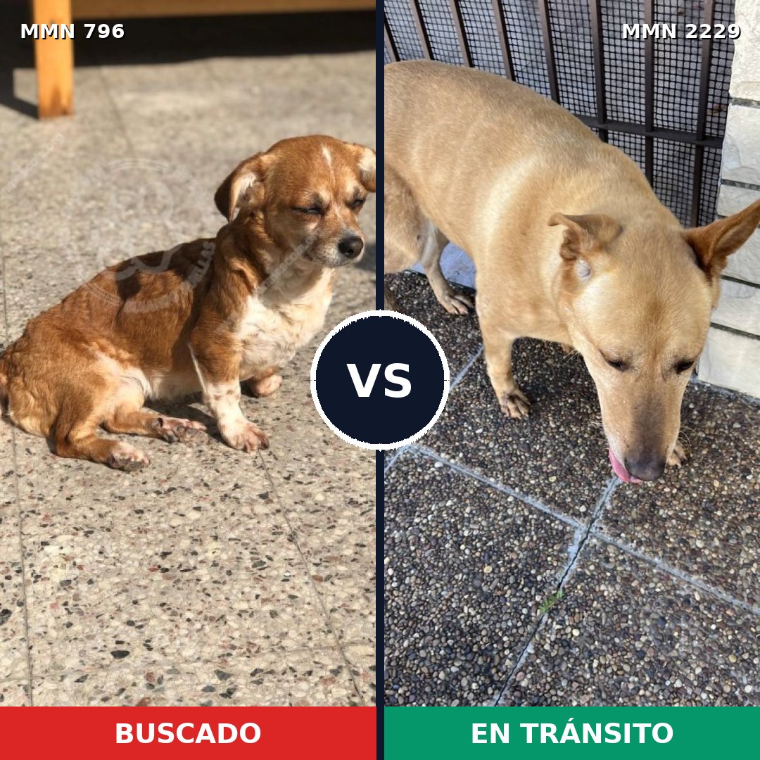 Comparativa MMS 66762: mascota perdida y mascota encontrada, 52% de similitud