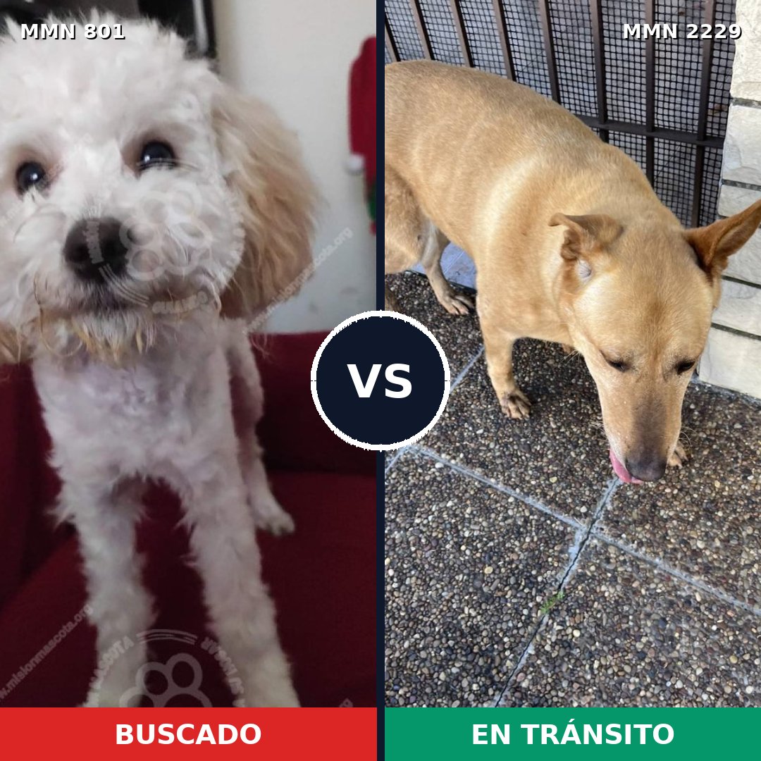 Comparativa MMS 66763: mascota perdida y mascota encontrada, 27% de similitud