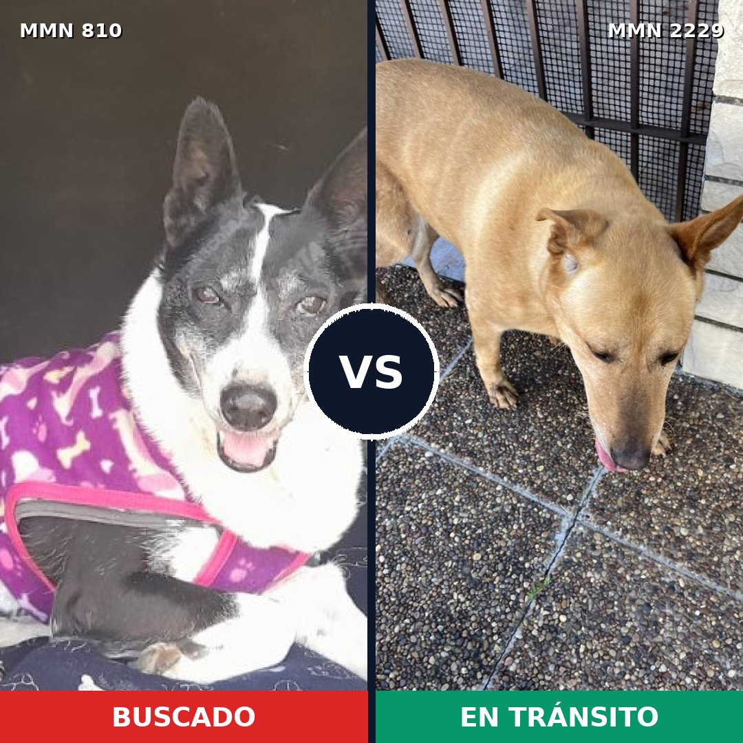 Comparativa MMS 66764: mascota perdida y mascota encontrada, 60% de similitud
