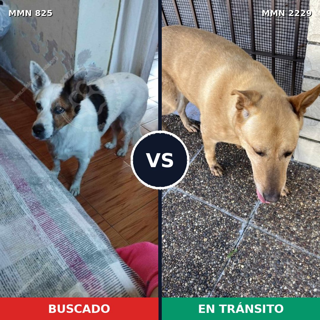 Comparativa MMS 66766: mascota perdida y mascota encontrada, 60% de similitud
