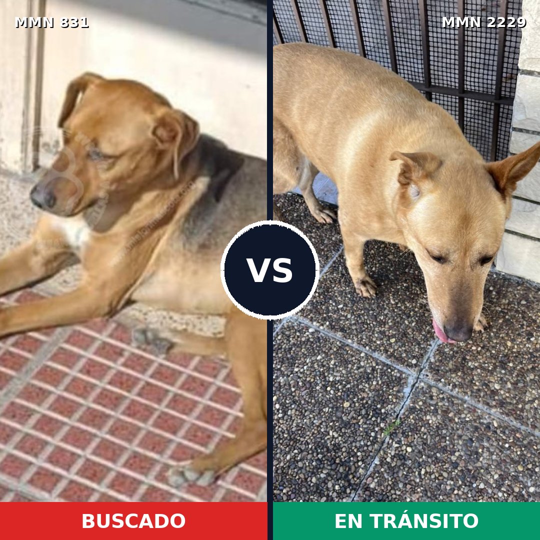 Comparativa MMS 66768: mascota perdida y mascota encontrada, 60% de similitud