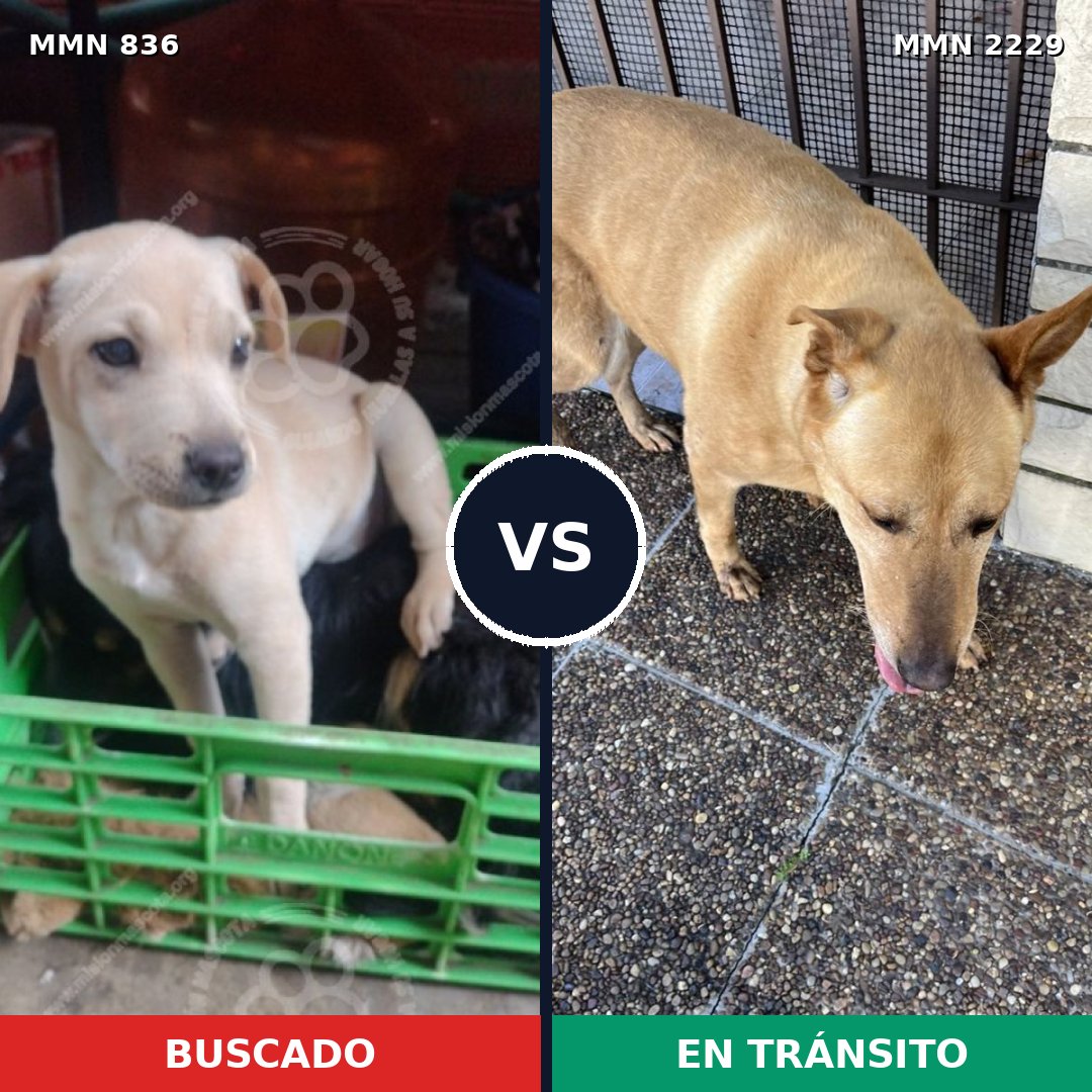 Comparativa MMS 66769: mascota perdida y mascota encontrada, 37% de similitud
