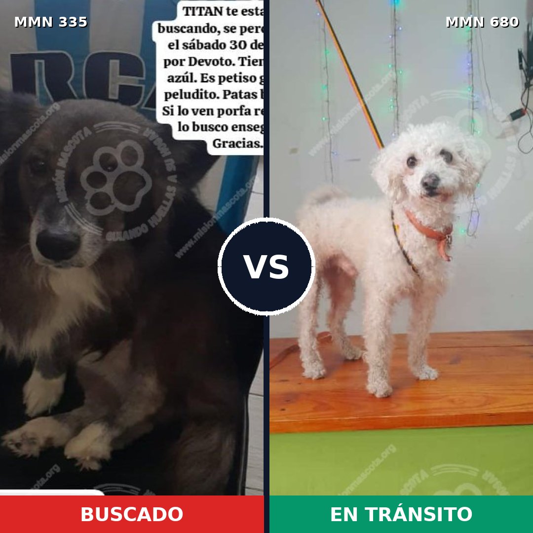 Comparativa MMS 6677: mascota perdida y mascota encontrada, 44% de similitud