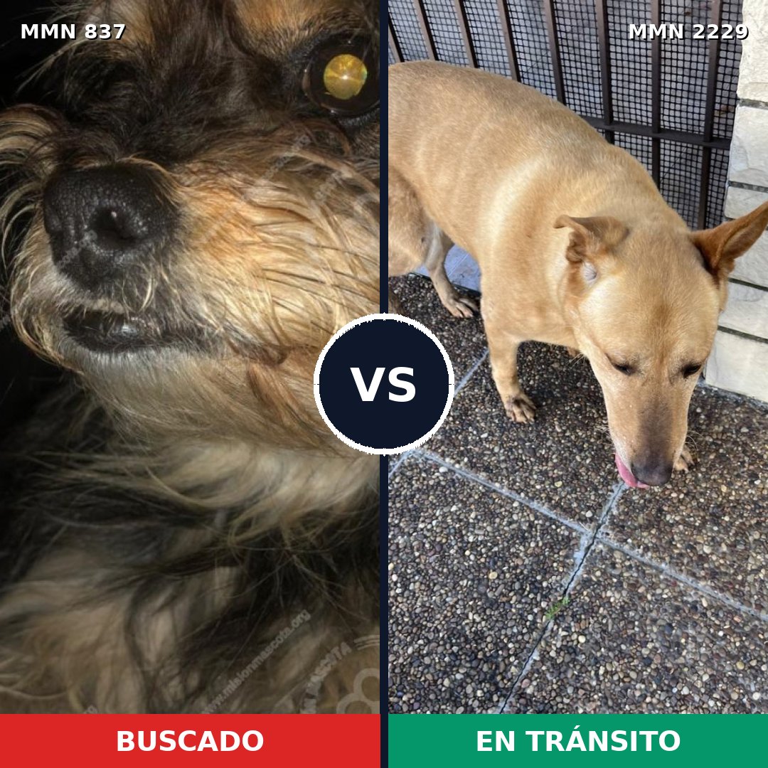 Comparativa MMS 66770: mascota perdida y mascota encontrada, 30% de similitud