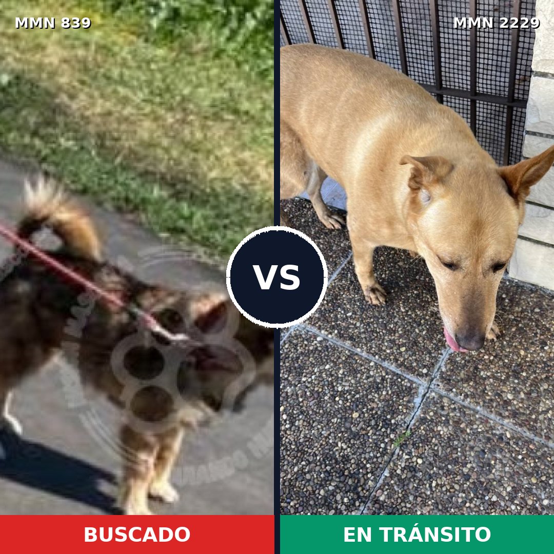 Comparativa MMS 66771: mascota perdida y mascota encontrada, 48% de similitud