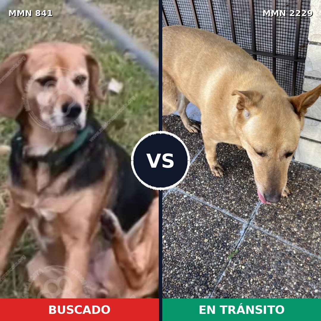 Comparativa MMS 66772: mascota perdida y mascota encontrada, 50% de similitud