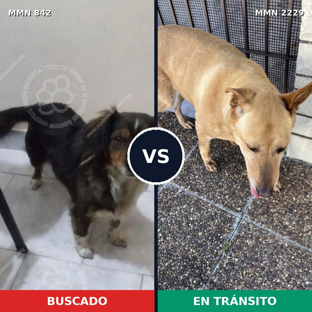 Comparativa MMS 66773: mascota perdida y mascota encontrada, 40% de similitud