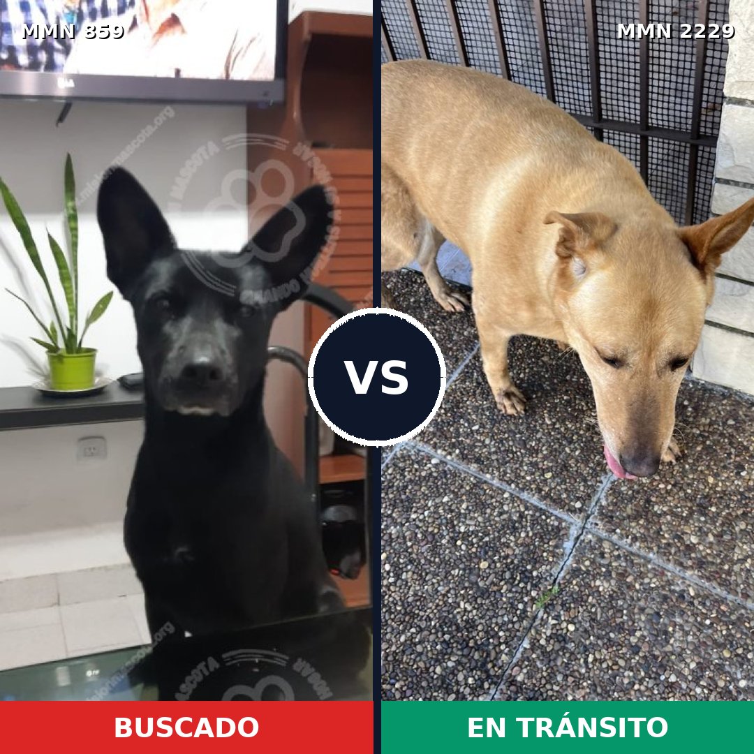 Comparativa MMS 66775: mascota perdida y mascota encontrada, 61% de similitud