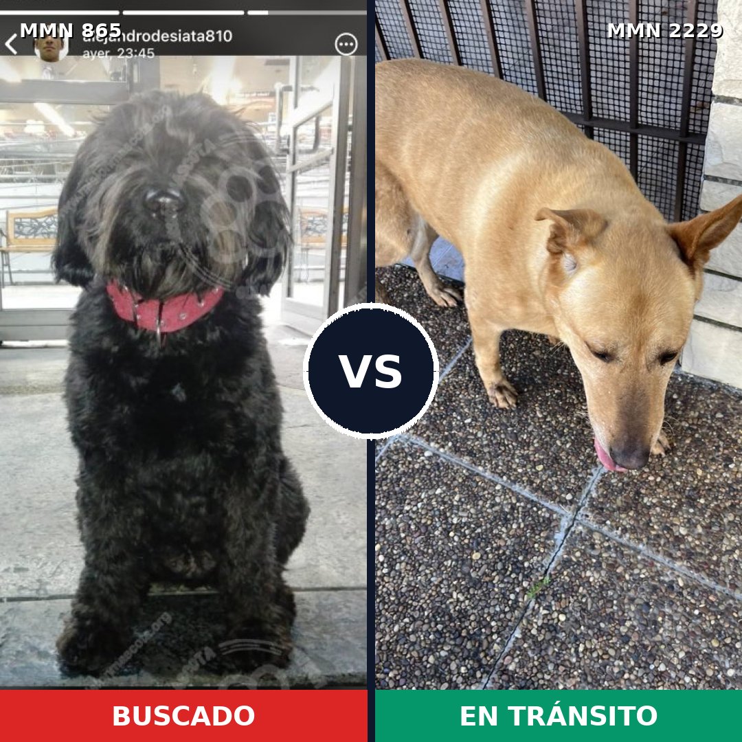 Comparativa MMS 66777: mascota perdida y mascota encontrada, 35% de similitud