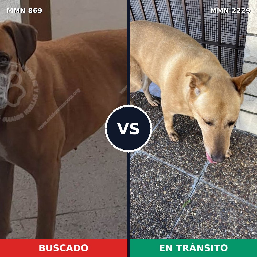 Comparativa MMS 66778: mascota perdida y mascota encontrada, 45% de similitud