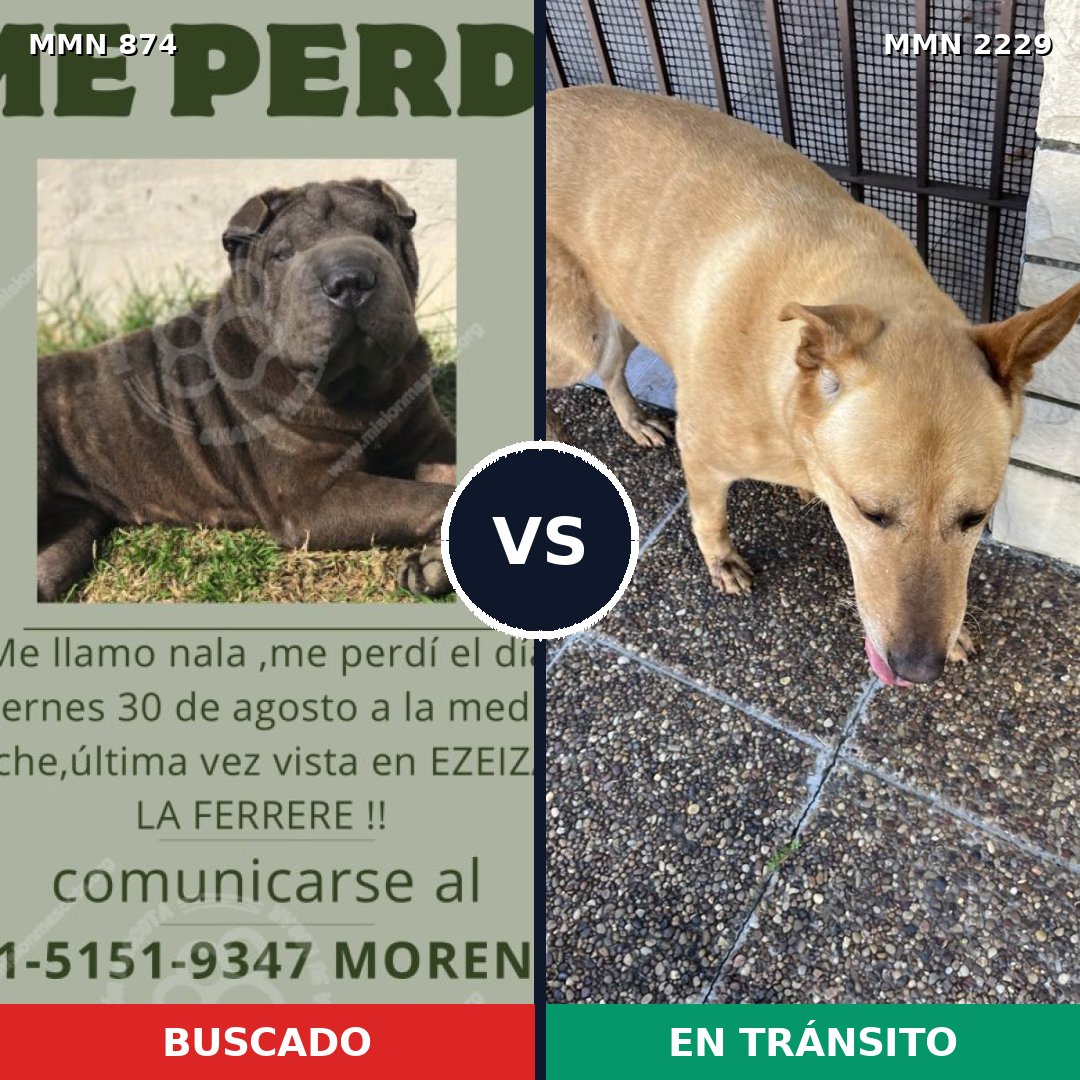 Comparativa MMS 66779: mascota perdida y mascota encontrada, 36% de similitud