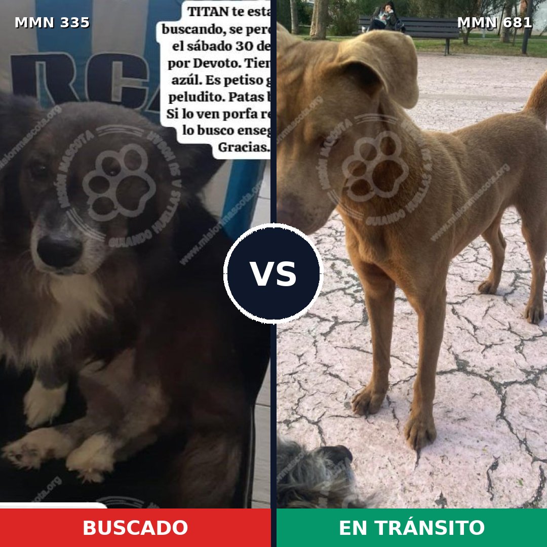 Comparativa MMS 6678: mascota perdida y mascota encontrada, 17% de similitud