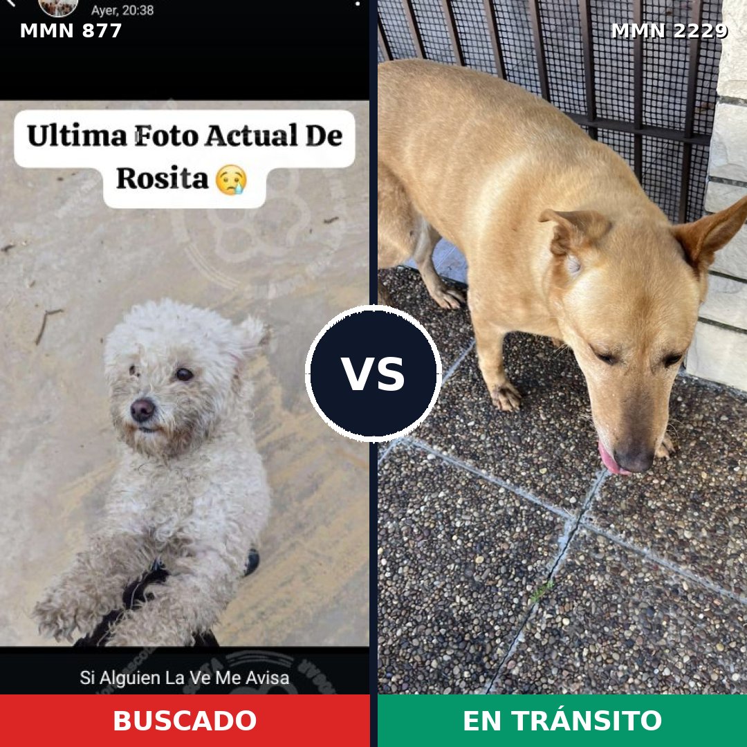 Comparativa MMS 66780: mascota perdida y mascota encontrada, 24% de similitud