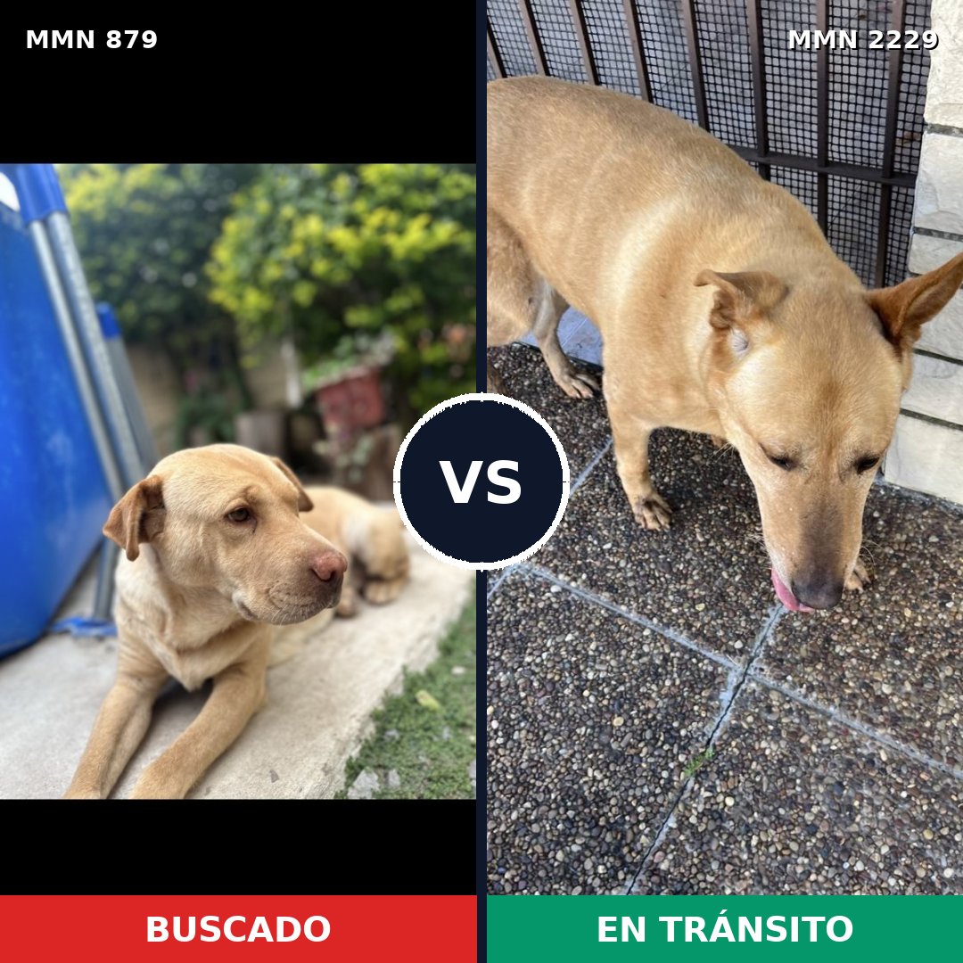 Comparativa MMS 66781: mascota perdida y mascota encontrada, 36% de similitud
