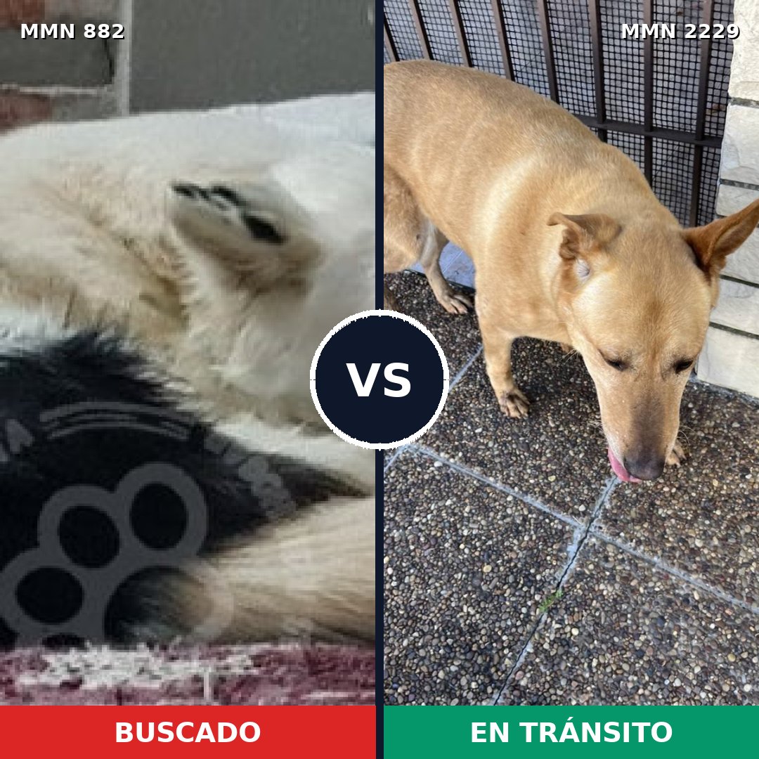 Comparativa MMS 66782: mascota perdida y mascota encontrada, 27% de similitud