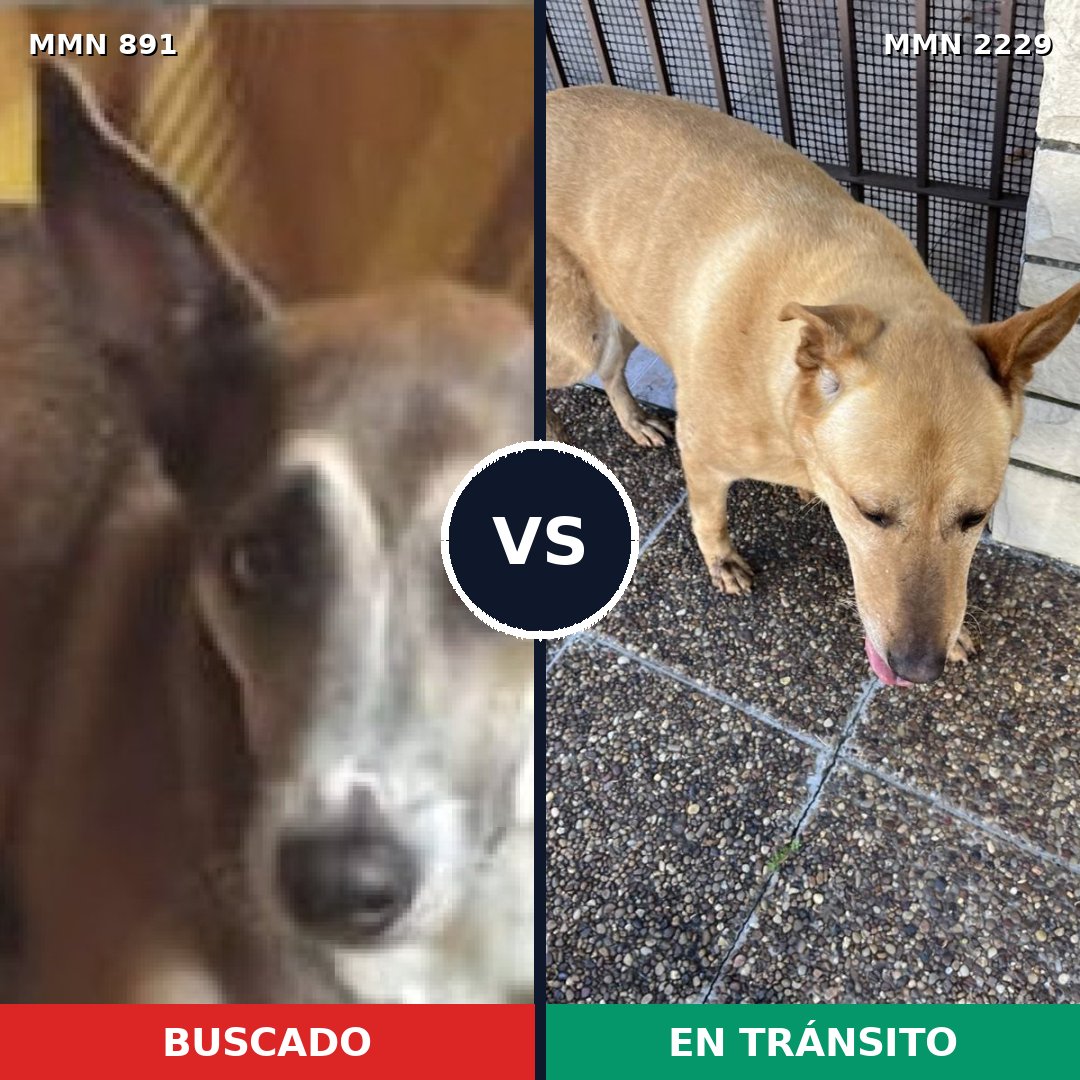 Comparativa MMS 66784: mascota perdida y mascota encontrada, 73% de similitud