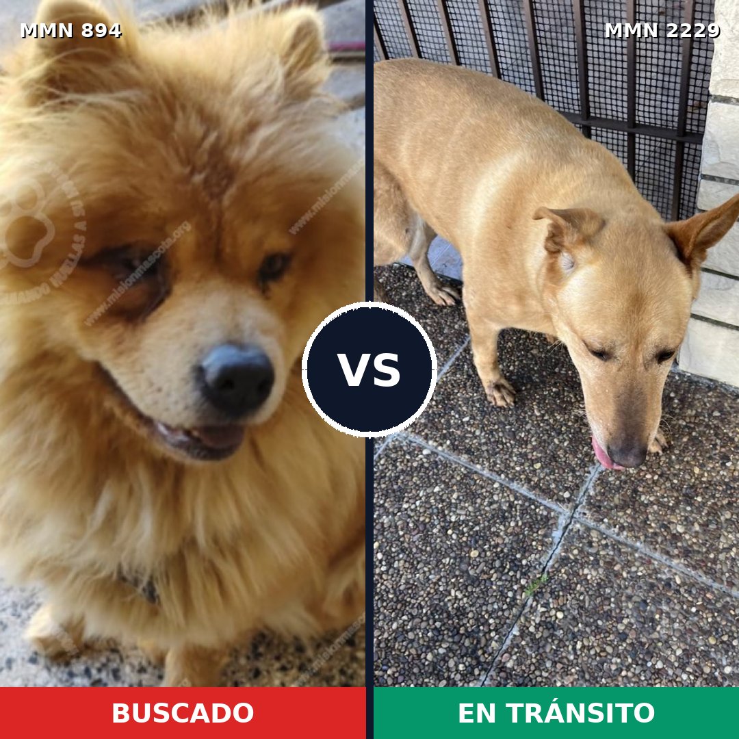 Comparativa MMS 66785: mascota perdida y mascota encontrada, 37% de similitud