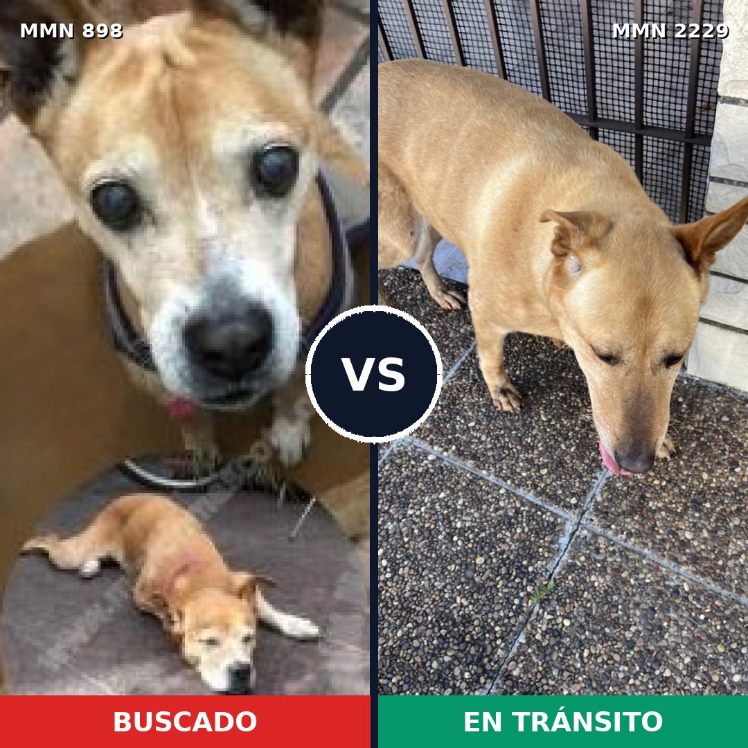 Comparativa MMS 66786: mascota perdida y mascota encontrada, 28% de similitud
