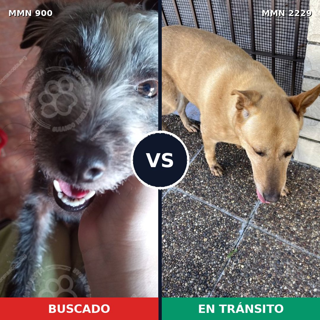 Comparativa MMS 66787: mascota perdida y mascota encontrada, 25% de similitud