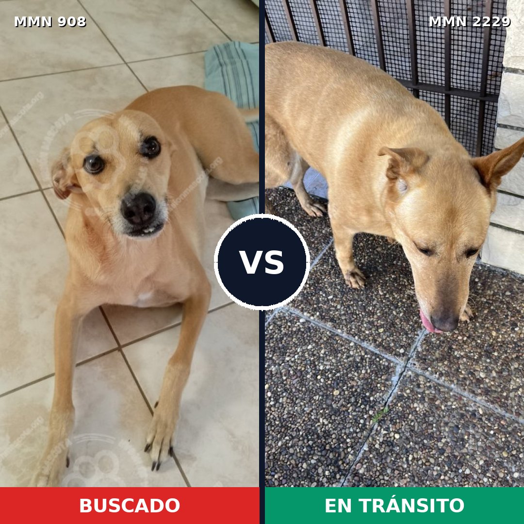 Comparativa MMS 66789: mascota perdida y mascota encontrada, 47% de similitud